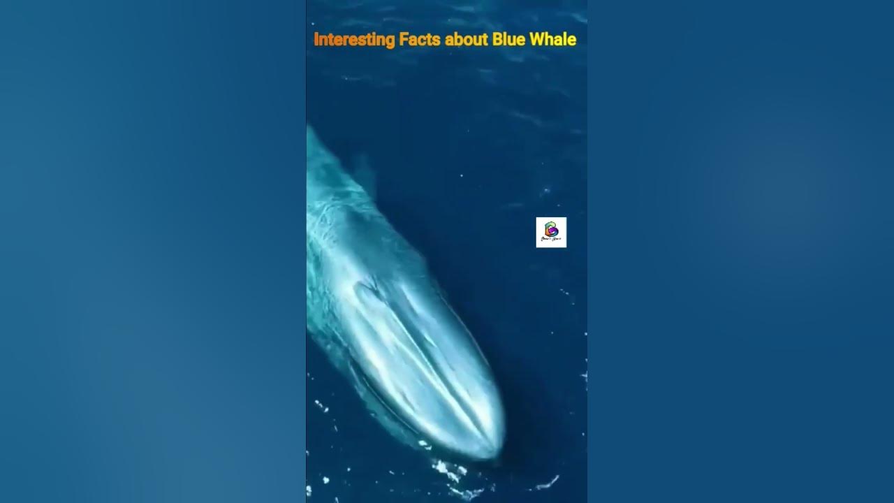 #shorts Interesting Facts about Blue Whale - YouTube