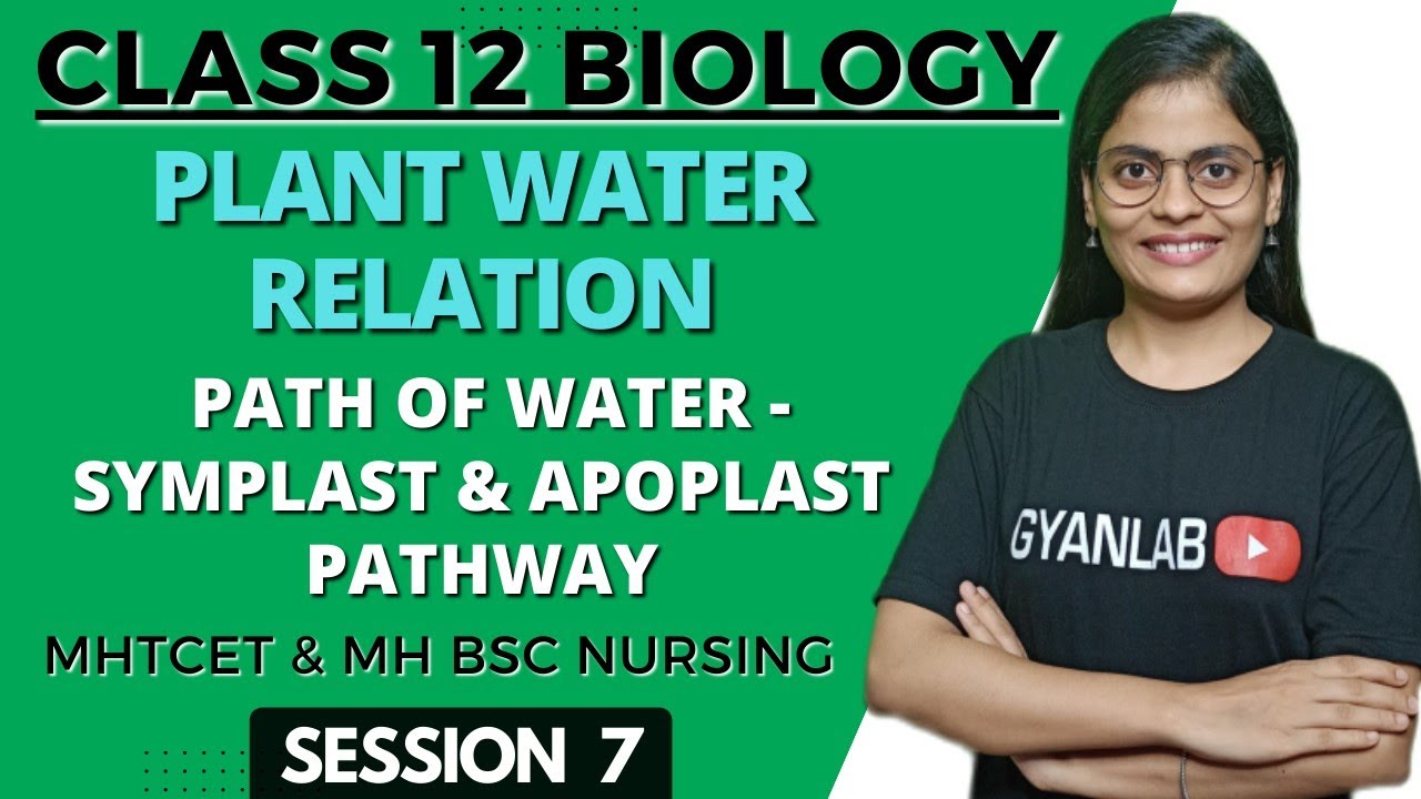 Class 12 Plant Water Relation Path Of Water Symplast Apoplast class-12-plant-water-relation-path-of-water-symplast-apoplast