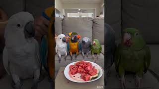 Which one of them eat this fresh watermelon? #parrot #parrotsound