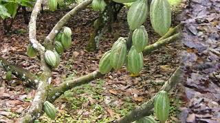 Different Stages Of Growth Of The Cocoa Plant