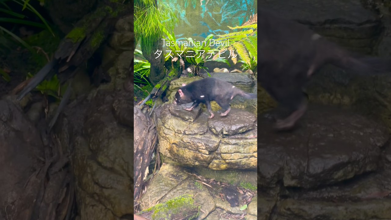 Tasmanian Devil タスマニアデビル オーストラリア🇦🇺 #australia
