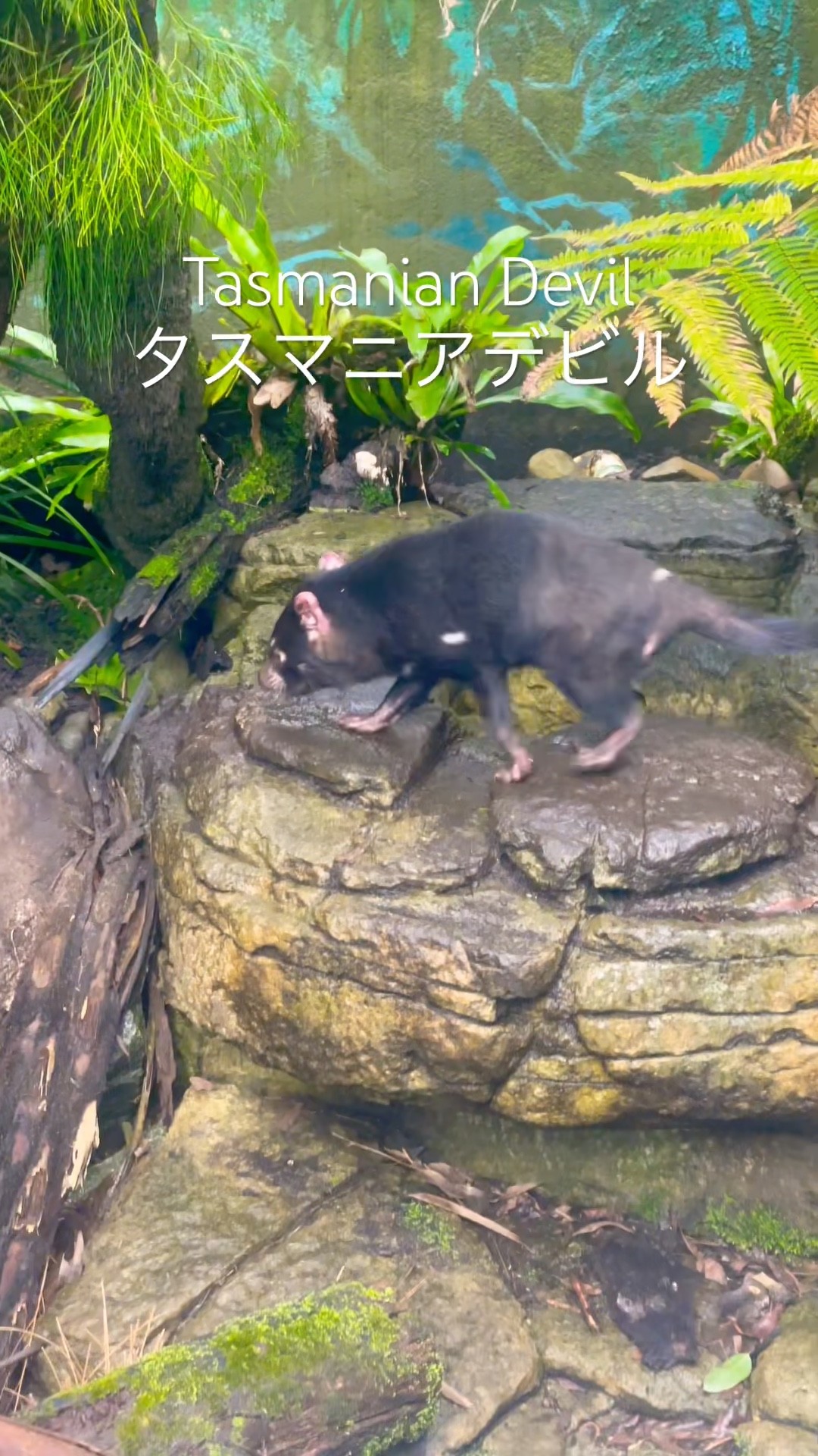 Tasmanian Devil タスマニアデビル オーストラリア🇦🇺 #australia