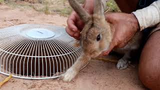 Build Underground Paper Box Rabbit Trap make from DIY Wooden Car