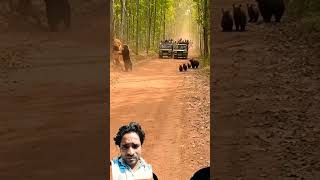 #lion and breva modher ##