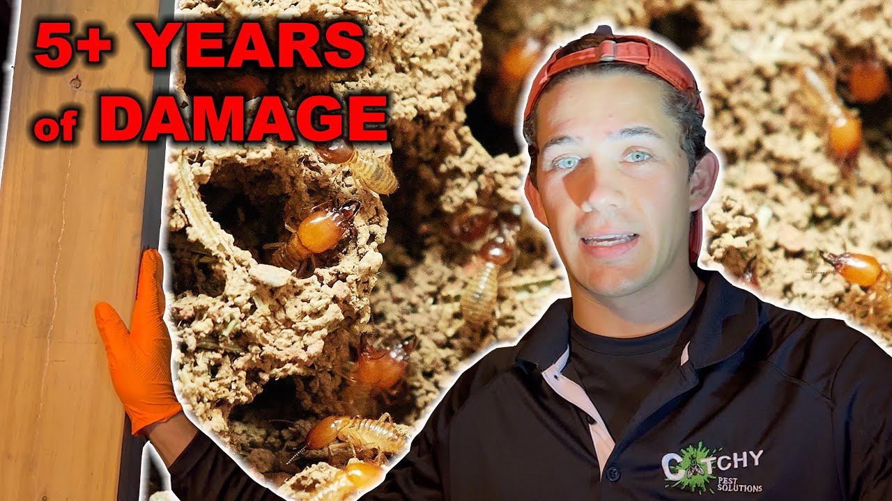 $10,000 of Termite Damage