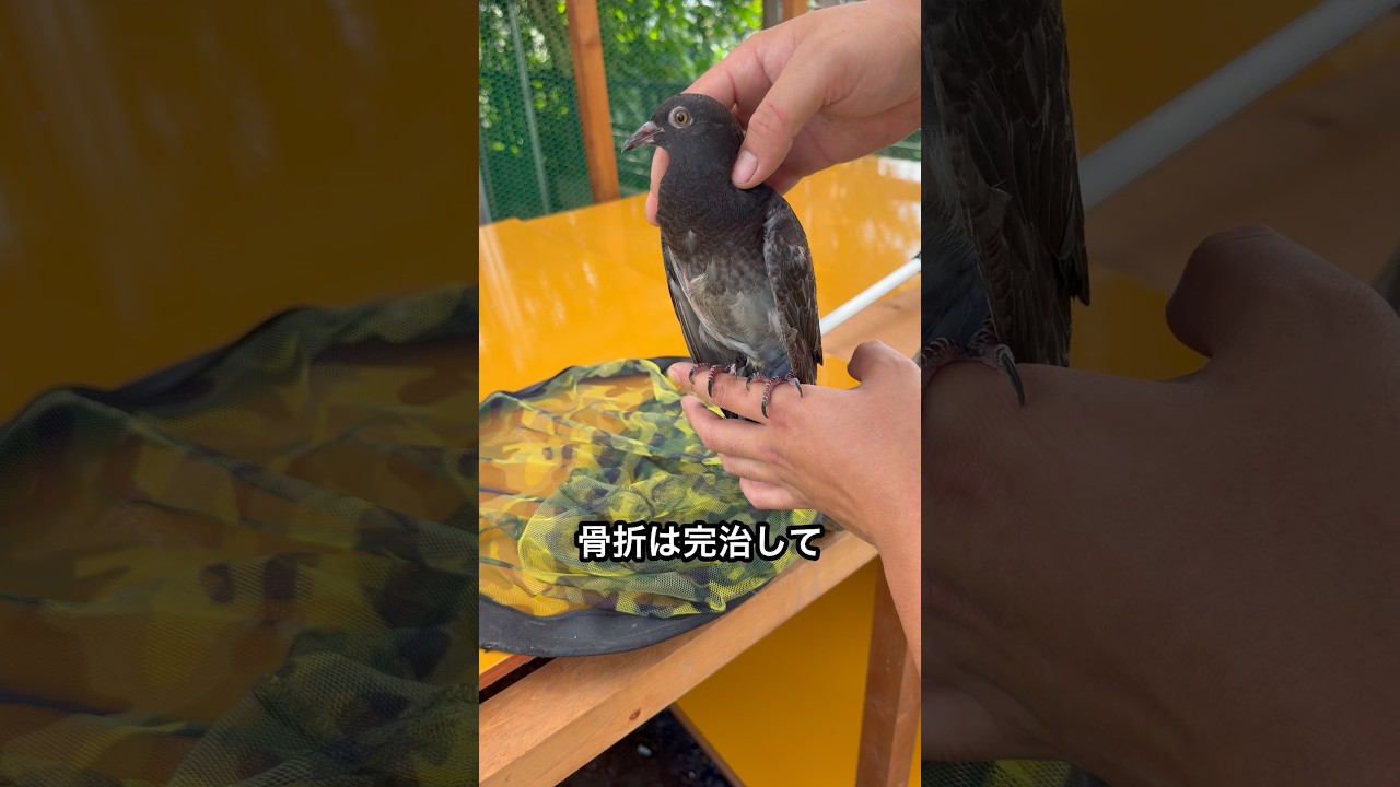 骨折した鳥を1ヶ月間放置するとこうなる