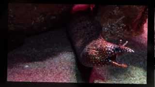 Dragon Moray Eel (Enchelycore pardalis)