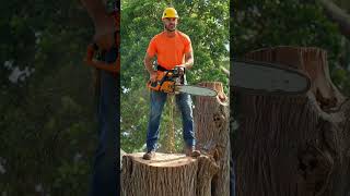 wood cutter cutting old large tree in forest with machine #treetrimming#treeexperts #woodscraft#tree