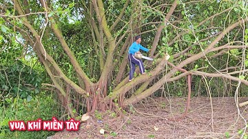 Vua cưa bụi cây gừa nằm trùm lên nóc nhà có mạng lưới dây leo chằn chịt (Phần 2).