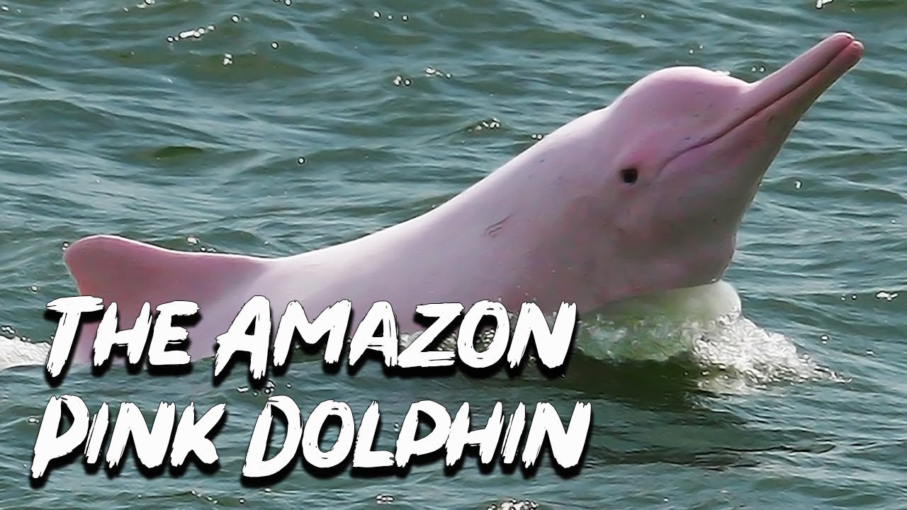 The Legend Of The Pink Dolphin Amazonian Folklore See U In History Youtube
