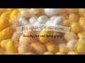 Life cycle of a silkworm - From the egg to an adult moth | Silk production, Bombyx mori