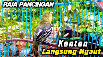 Suara Cipoh Gacor Rajanya Pancingan Cipoh Diam Kontan Langsung Nyaut@ruyukchannel 