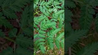 Gefleckter Schierling. Conium maculatum