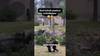 Kim, Süleyman Mı, O Aldı Yürüdü Be Abicim..