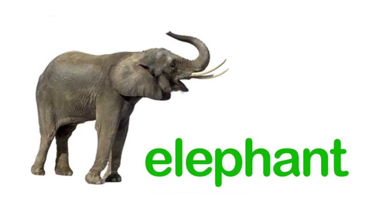 Elephant на русском языке. Elephant карточка на английском. Слон по английскому. Карточка слон. Карточка по английскому слон.
