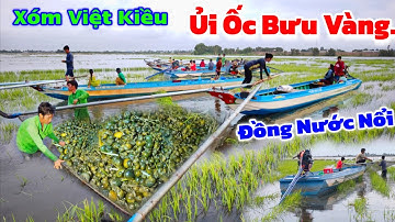 Ùn ùn" cả xóm Việt Kiều Campuchia kéo đi Ủi Ốc bưu vàng mùa nước nổi 2025