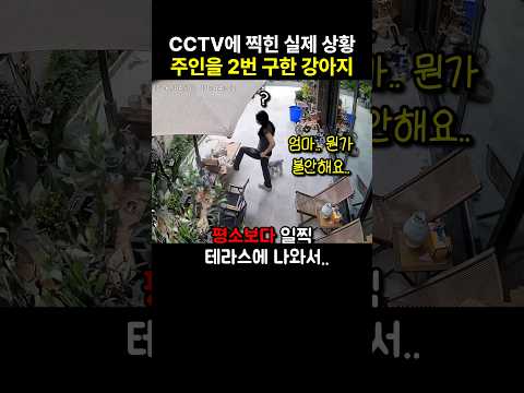 주인이 위험한 뻔한 순간 2번이나 구한 강아지 thumbnail
