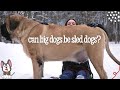 Can Big Dogs Be Sled Dogs? My Two Mastiffs Find Out! [Big Dog Mom Iditarod 2022]