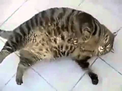 Le Plus Gros Chat Jamais Vu