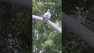 Birdwatching # 6139 #bird  #bird #birdwatching #pigeon #mourningdove