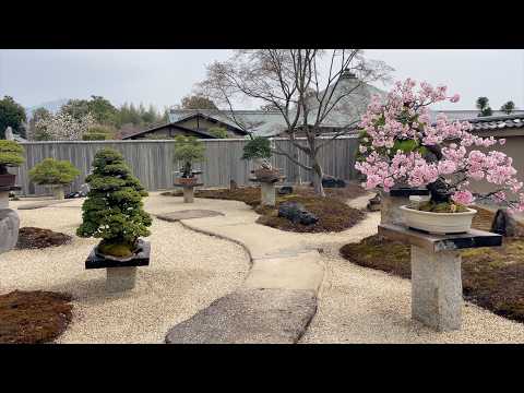 800-Year-Old Master Bonsai in Kyoto | Walking Through the Hidden