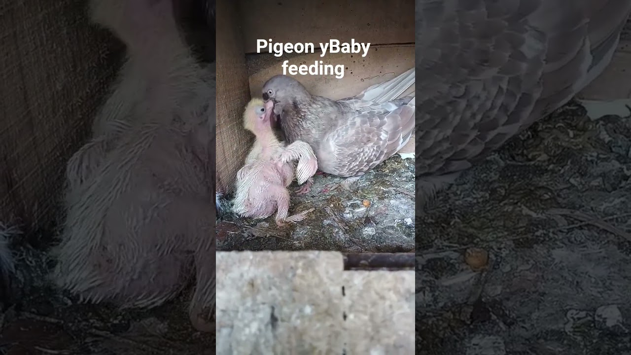 pigeons baby feeding