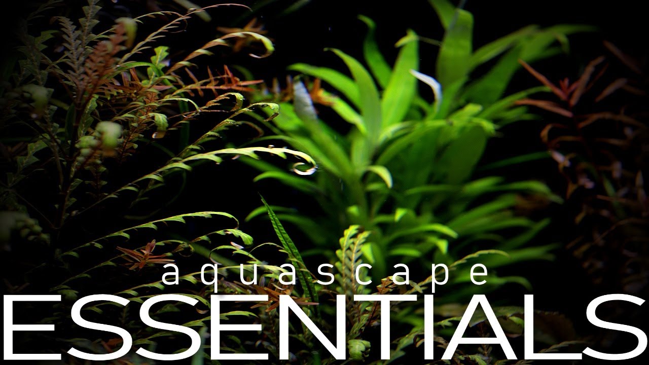 120-галлонный аквариум для акваскейпа