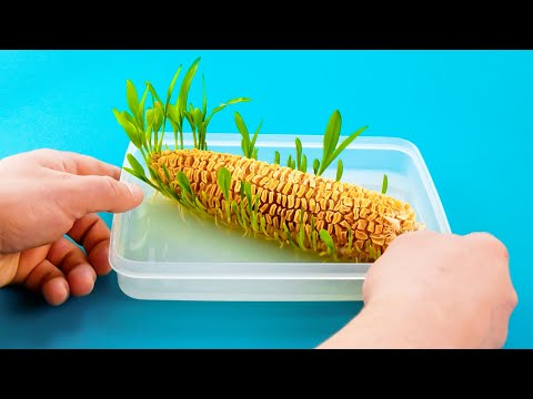 Video: Avocado-Samenanbau mit Kindern - Tipps zum Pflanzen sprießender Avocado-Gruben