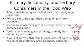 Primary Consumers Eat