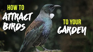 How to Attract Birds to your Garden