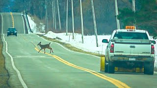 Truck Scares Deer In Road w Snowplow, NS and CSX Trains Meet