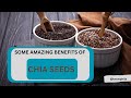 Health Benefits of Chia Seeds | Some Amazing Benefits of Chia Seeds | Knowphile