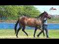 LOTE 23 CELESTE SUS RFX