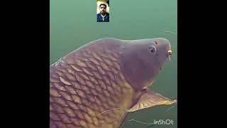 Pyasi Machhaliपयस मछल