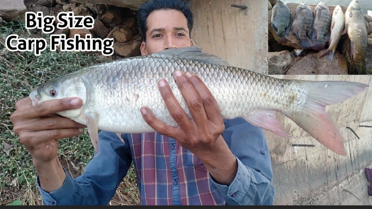 Big Rohu Fishing Big Tilapia Fishing Fresh Water Fishing