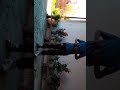 Тансор диско ёо