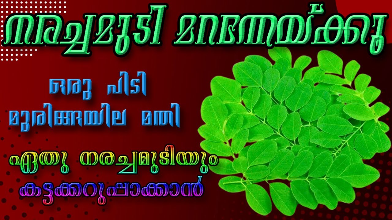ഒരു പിടി മുരിങ്ങയില മതി എത്ര നരച്ചമുടിയും കട്ടക്കറുപ്പാക്കാൻ ||Natural hair Dye|| Chemical Free Dye