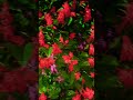 Beautiful red flower || Home gardening #flowers #beautiful #viralvideo #ytshorts #jyotshnashows
