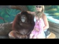 тайланд.прогулка в зоопарке.забавный орангутанг