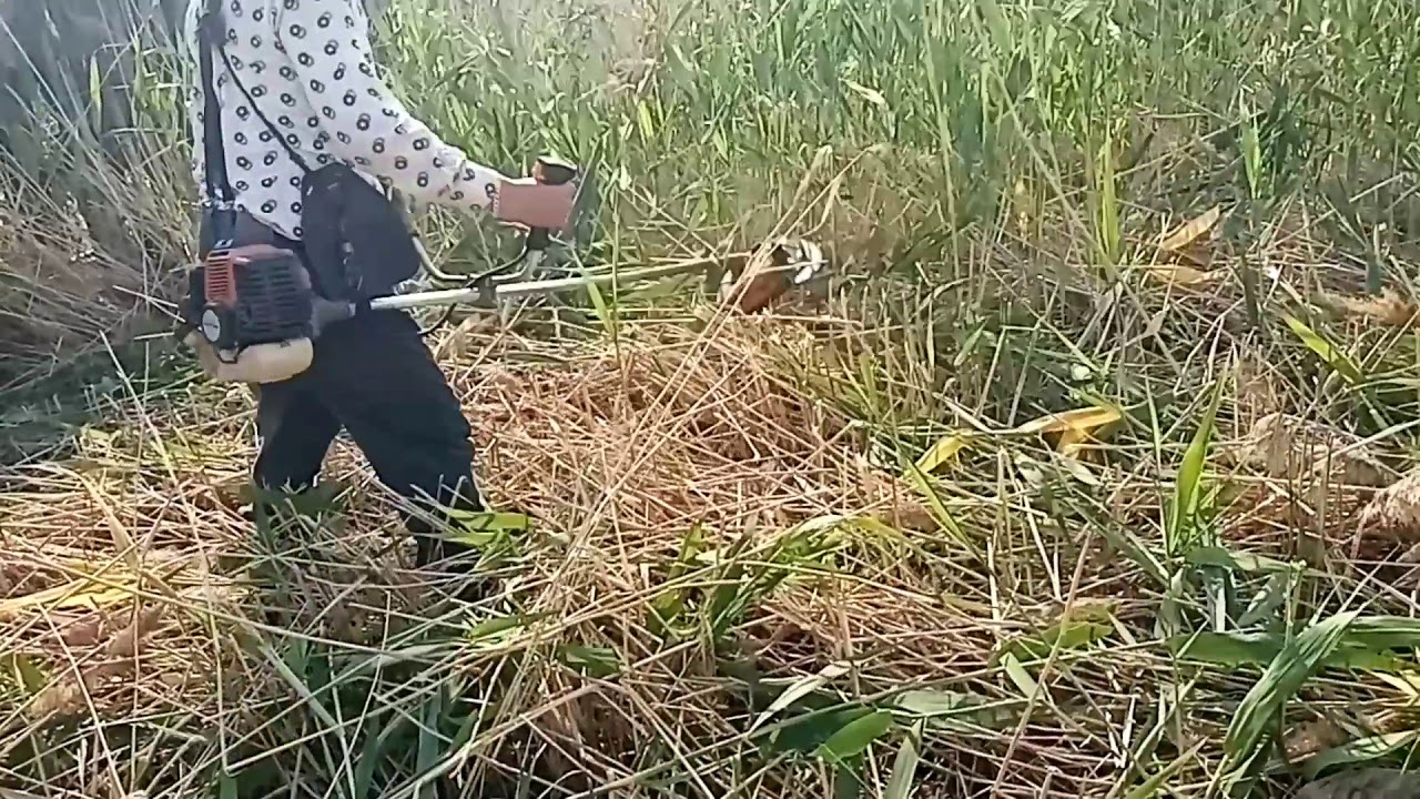 Борьба с камышом с утра по раньше - YouTube