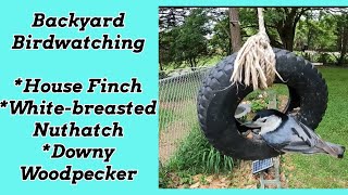 Backyard Birds Enjoying the Tire Feeder #backyardbirds #birding #birdwatching by Cookin' with Bobbi Jo 255 views 4 weeks ago 4 minutes, 54 seconds