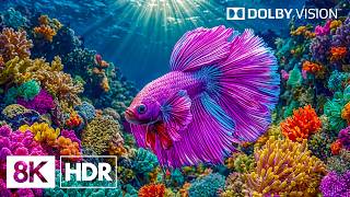 Stunning Beautiful Coral Reef Fish in 8K HDR | Dolby Vision™ screenshot 4