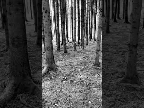 In The Blair Witch Forest Ghost Blairwitch Forest 