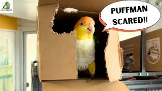 My Parrots Funny Reaction To Our New Shark Mop | Bird Care