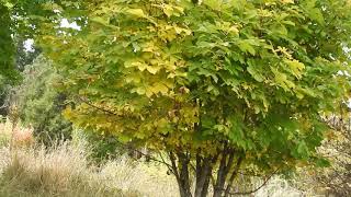 Herbal Materia Medica Horse Chestnut Aesculus Hippocastanum