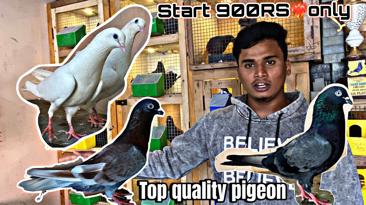 Top quality pigeon for sale in Bangalore 2025😱🔥/👉 ‪93536 58811‬