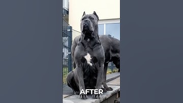 From Pups to Protectors! German Shepherd, Rottweiler & Cane Corso Grow Up! #animals #beforeandafter