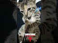 My Cat Cute #cat #catvideos #catshorts