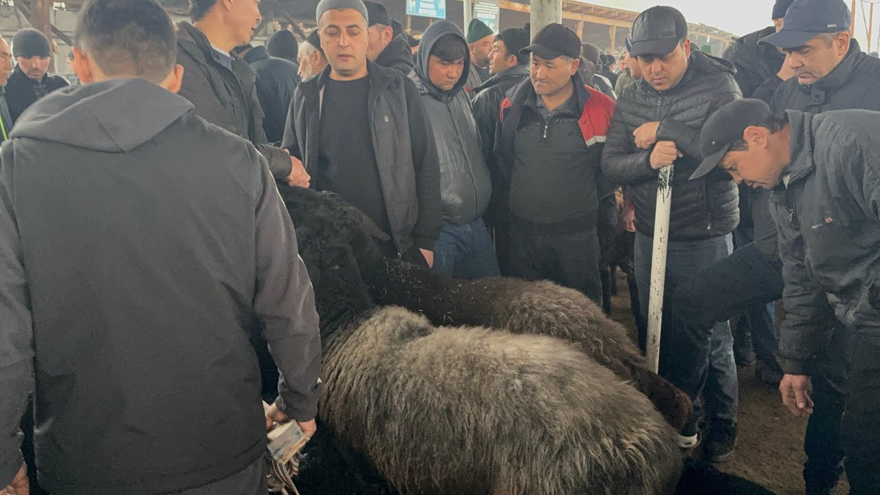 UTA KOTTA SOVLIQ QUYLAR BOZORDA QUQON QUY BOZORI CHORSHANBA 04 03 2026 