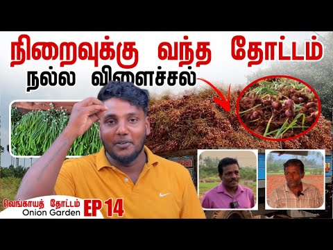 நிறைவுக்கு வந்த தோட்டம் | நல்ல விளைச்சல் | How to Grow Onions EP 14 | My Garden | Pavaneesan Garden